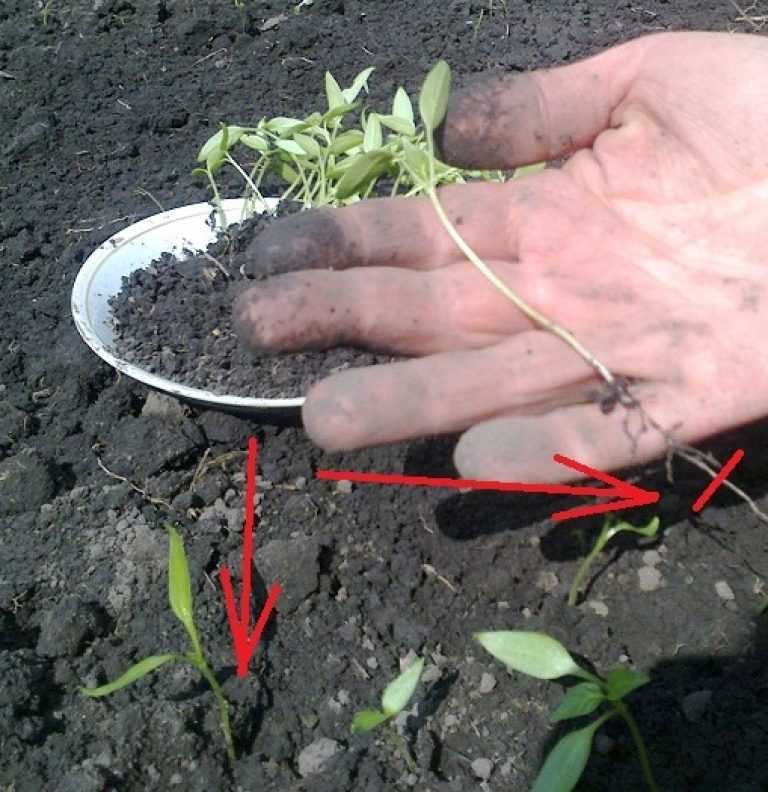 Выращивание сельдерея в открытом грунте сельдерей корневой листовой и черешковый из семян на рассаду фото и видео