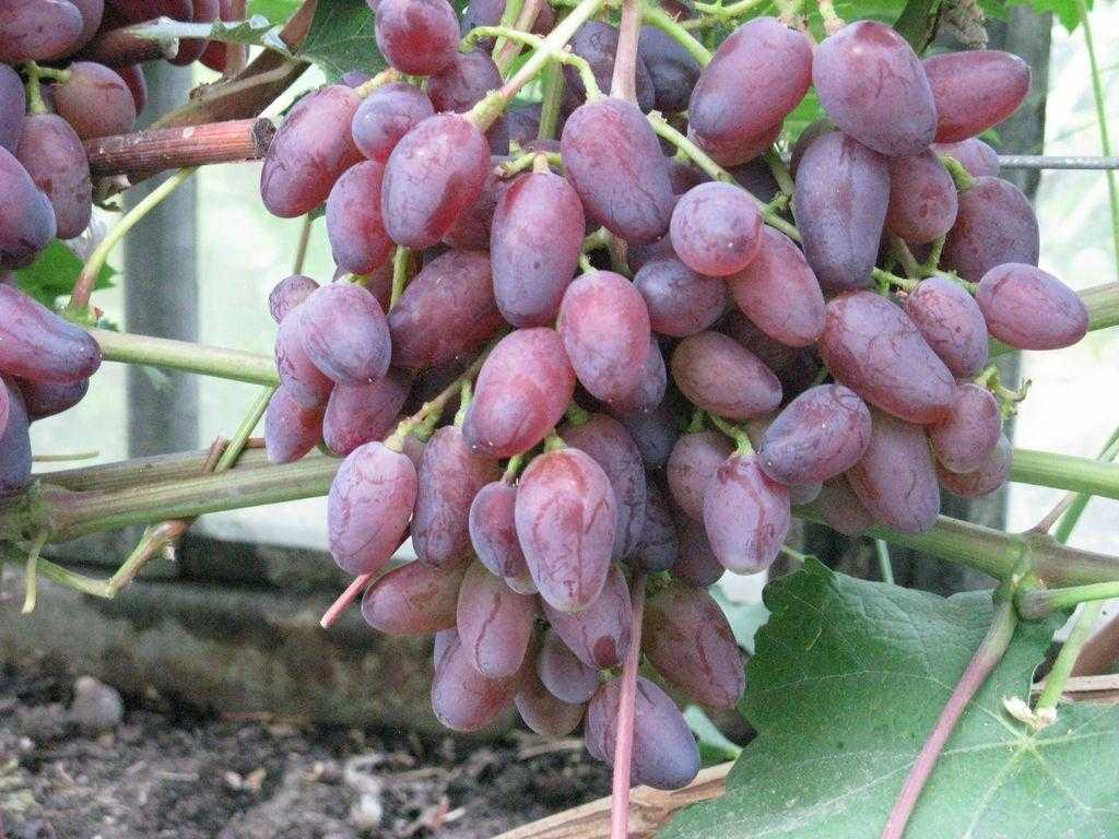 Зимостойкий неукрывной виноград – сорта для подмосковья