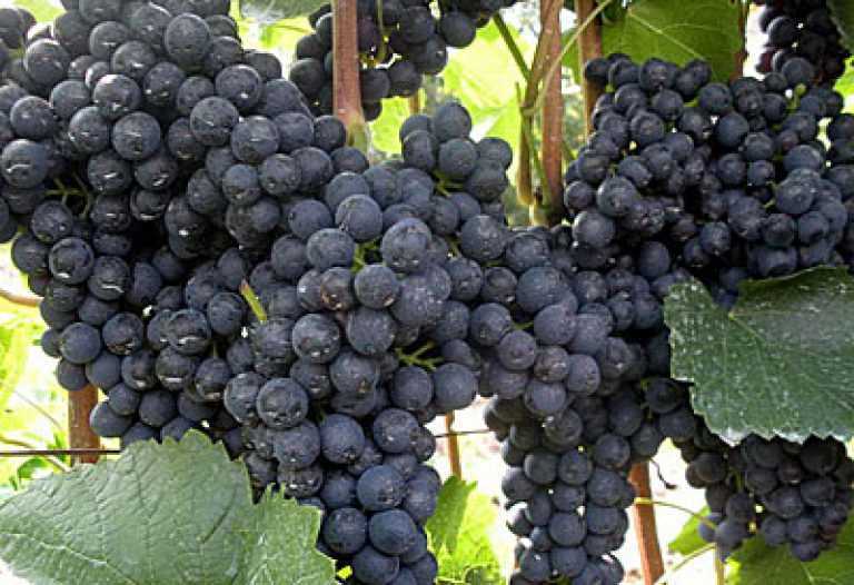 Всё о сорте винограда «памяти домбковской» от особенностей выращивания до фото и отзывов о нём