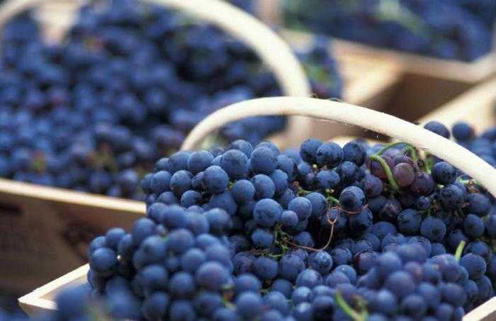 Классика виноделия — сорт винограда каберне