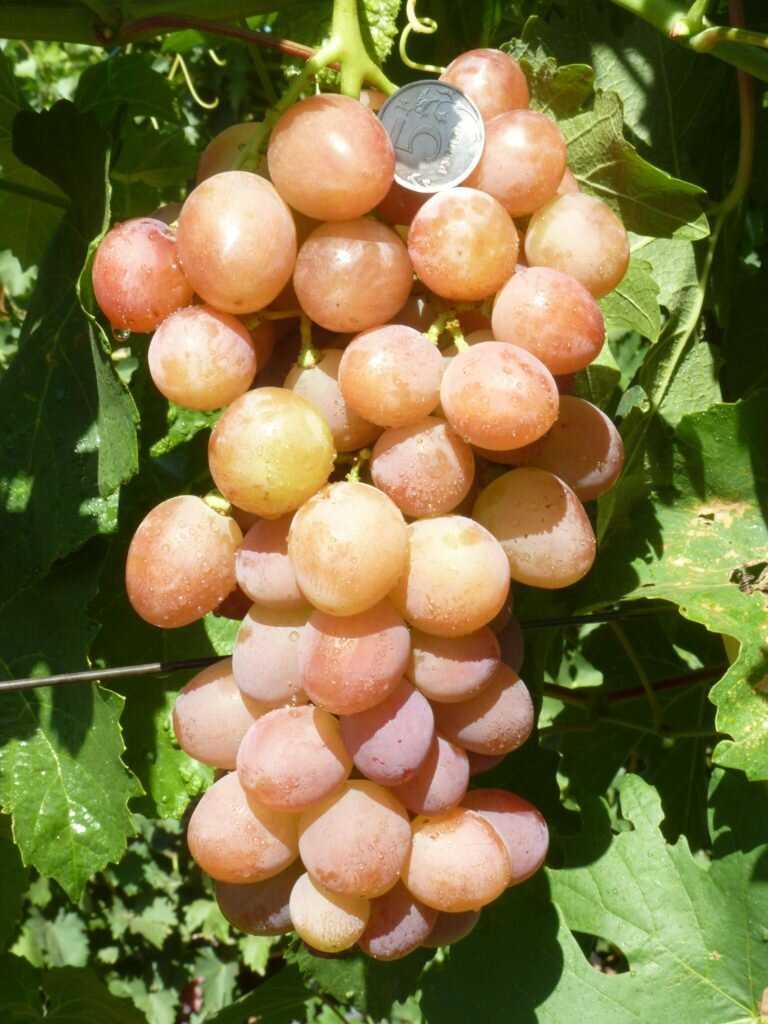 Виноград ливия: описание сорта с фото, отзывы