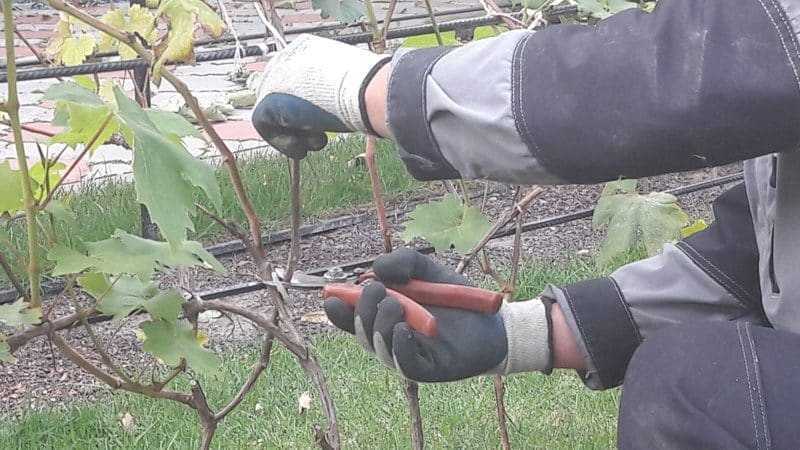 Основные правила обработки винограда осенью от вредителей и болезней.
