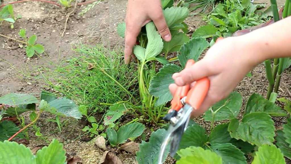 Как ухаживать за клубникой после плодоношения, полив и подкормка клубники после сбора урожая, обработка и обрезка