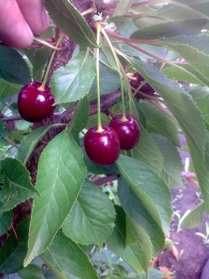 Самоплодные (самоопыляемые) сорта вишни: обзор лучших, характеристики, фото и отзывы