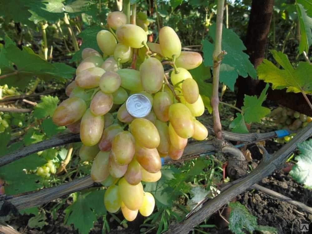 Виноград ландыш, описание сорта