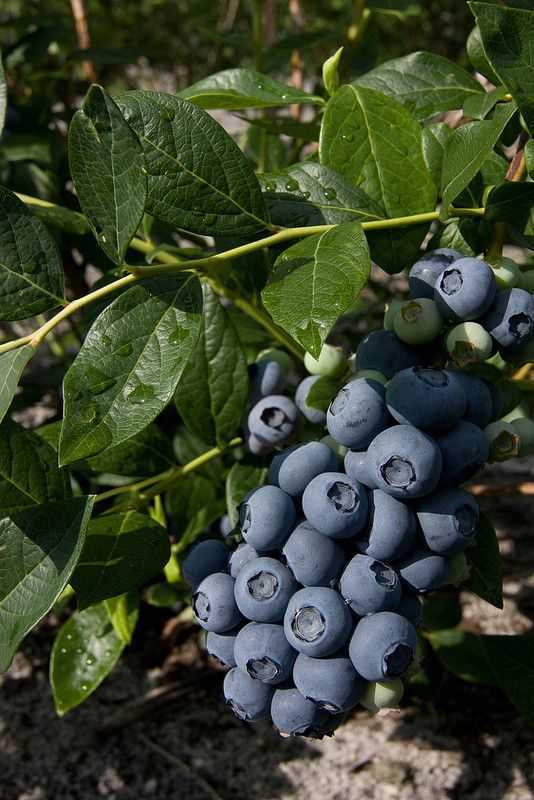 Голубика дюк – описание сорта: характеристики растения и плодов, преимущества, техника выращивания