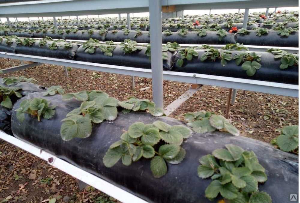 Ремонтантная клубника в теплице: выращивание и уход