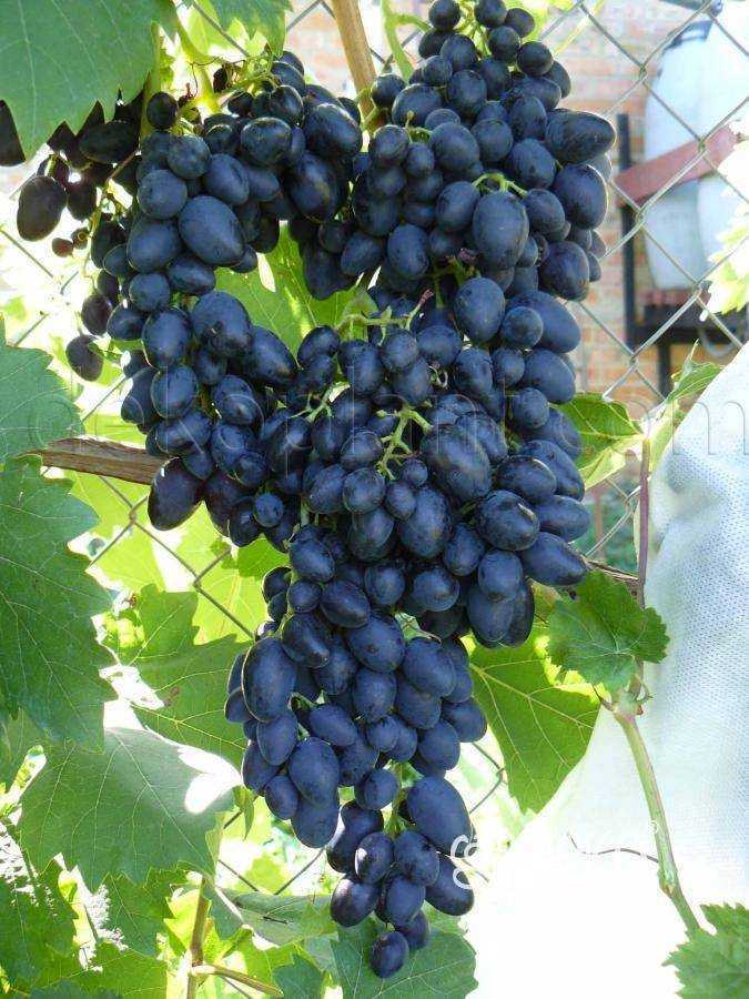 Виноград Надежда Аксайская: описание сорта, фото, отзывы виноградарей.