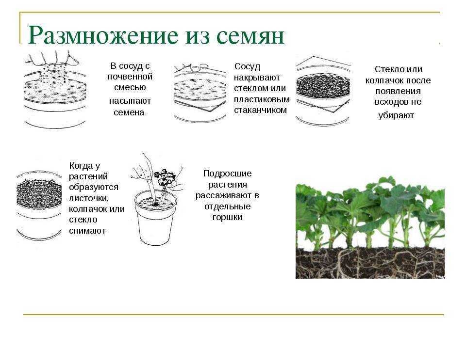 Брусника выращивание и уход, в том числе в украине, средней полосе россии, подмосковье, а также лучшие сорта для этих регионов с описанием, характеристикой и отзывами