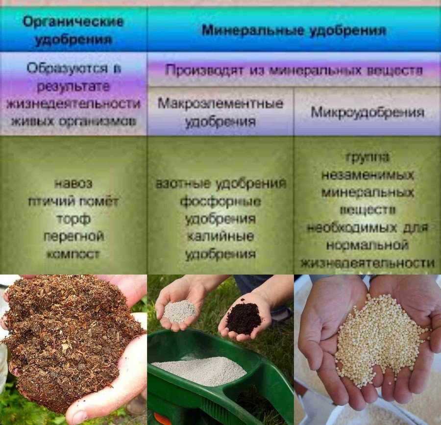 Когда и чем подкормить кусты смородины весной: народные средства и удобрения для хорошего урожая