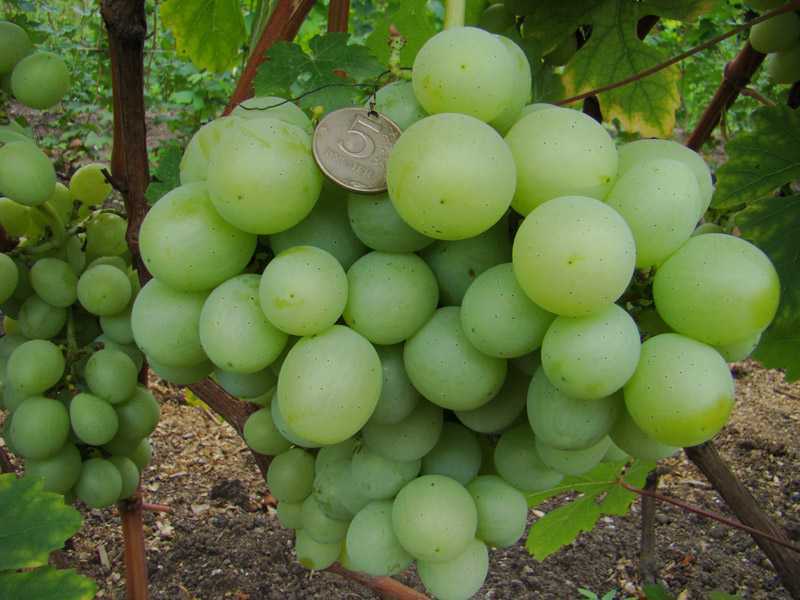 Чудо какой вкусный и удивительно неприхотливый виноград шахтер - сорта винограда | описание, советы, отзывы, фото и видео
