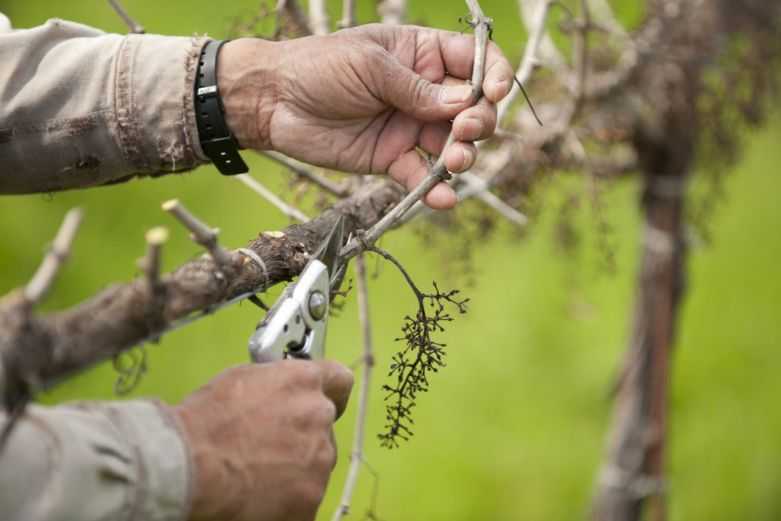 Обработка винограда осенью перед укрытием на зиму: чем опрыскивать?