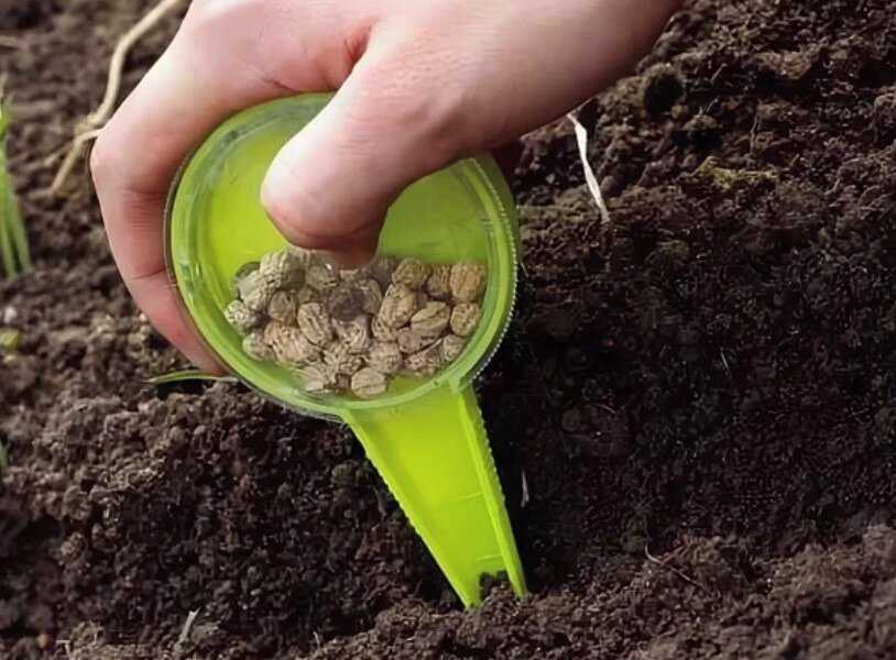 Нужно ли замачивать семена кориандра перед посадкой и как происходит их подготовка перед посевом кинзы, также в открытый грунт?
