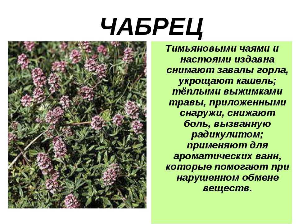 Полувечнозеленый чабер горный: описание, отличие от других видов, выращивание, уход и борьба с вредителями