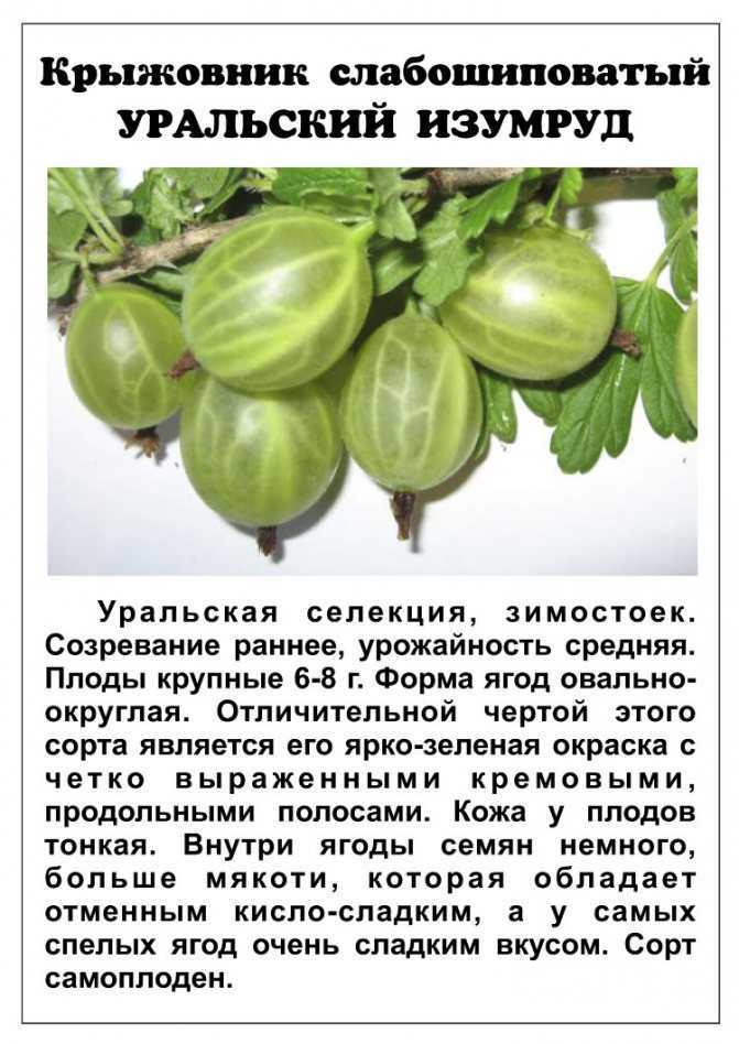 Особенности выращивания крыжовника сорта «малахит»: отзывы