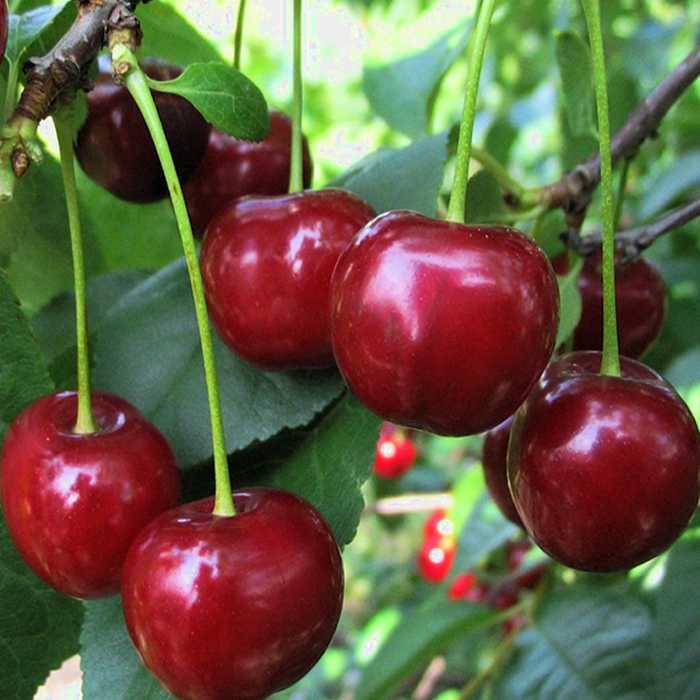 Сорт вишни шоколадница, описание, характеристика и отзывы, особенности выращивания