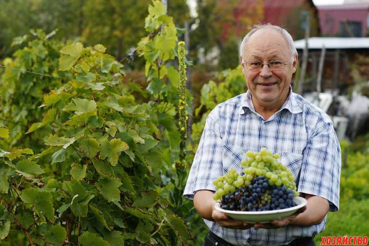 Ранние сорта винограда, в том числе самые урожайные с описанием характеристикой и отзывами, какие лучше выбрать на украине, в беларуси