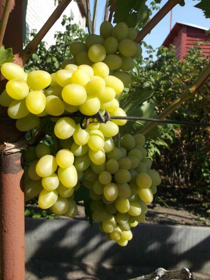 Виноград "надежда аксайская": описание сорта, фото, отзывы