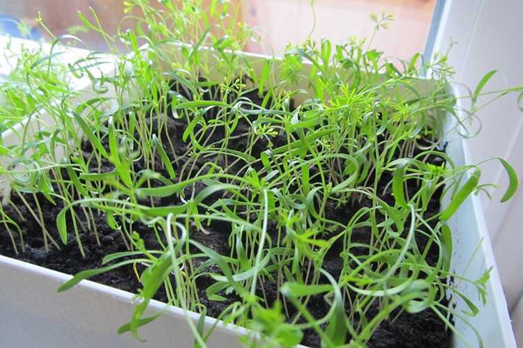 Выращивание шпината на подоконнике зимой, посев, видео