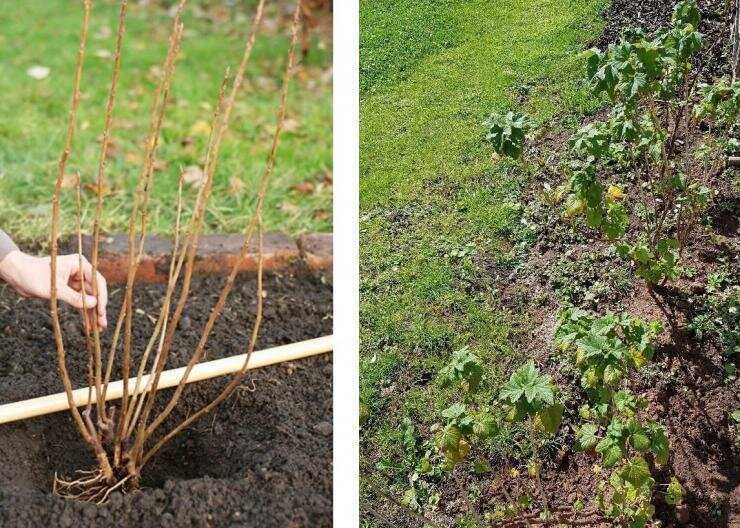 Правила посадки красной смородины весной и осенью: как и когда сажать, схема