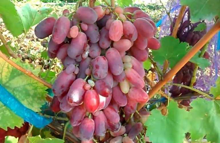 Виноград сенсация: описание сорта с характеристикой и отзывами, особенности посадки и выращивания, фото