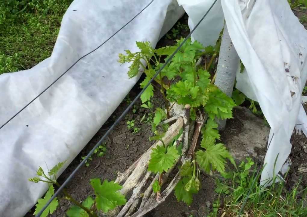 Как укрывать виноград на зиму