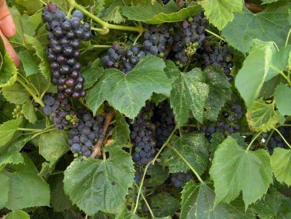 Вырастить виноград из семян? почему бы и нет! на supersadovnik.ru