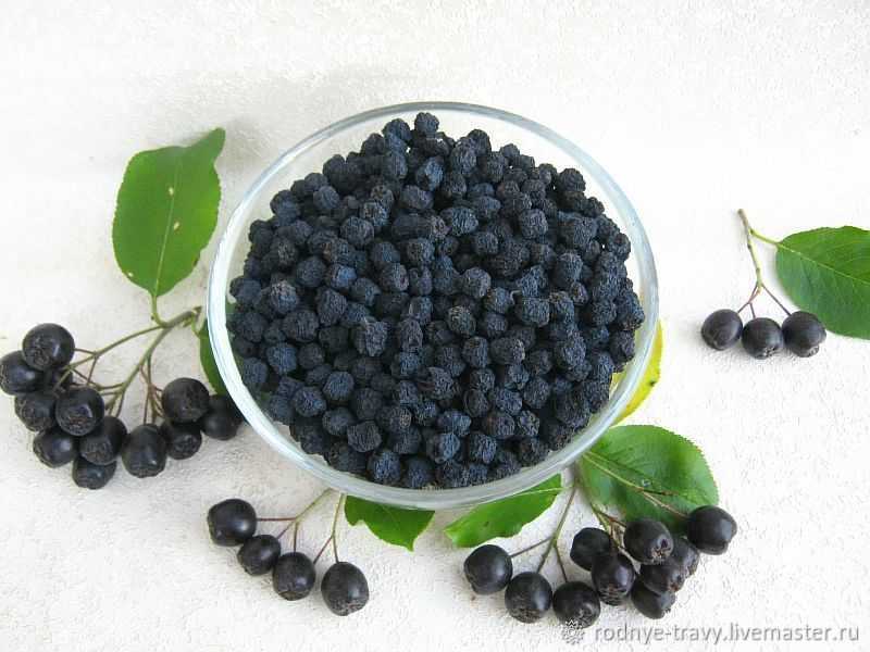 Черноплодная рябина — лечебные свойства и противопоказания, сбор и хранение полезнейшей ягоды