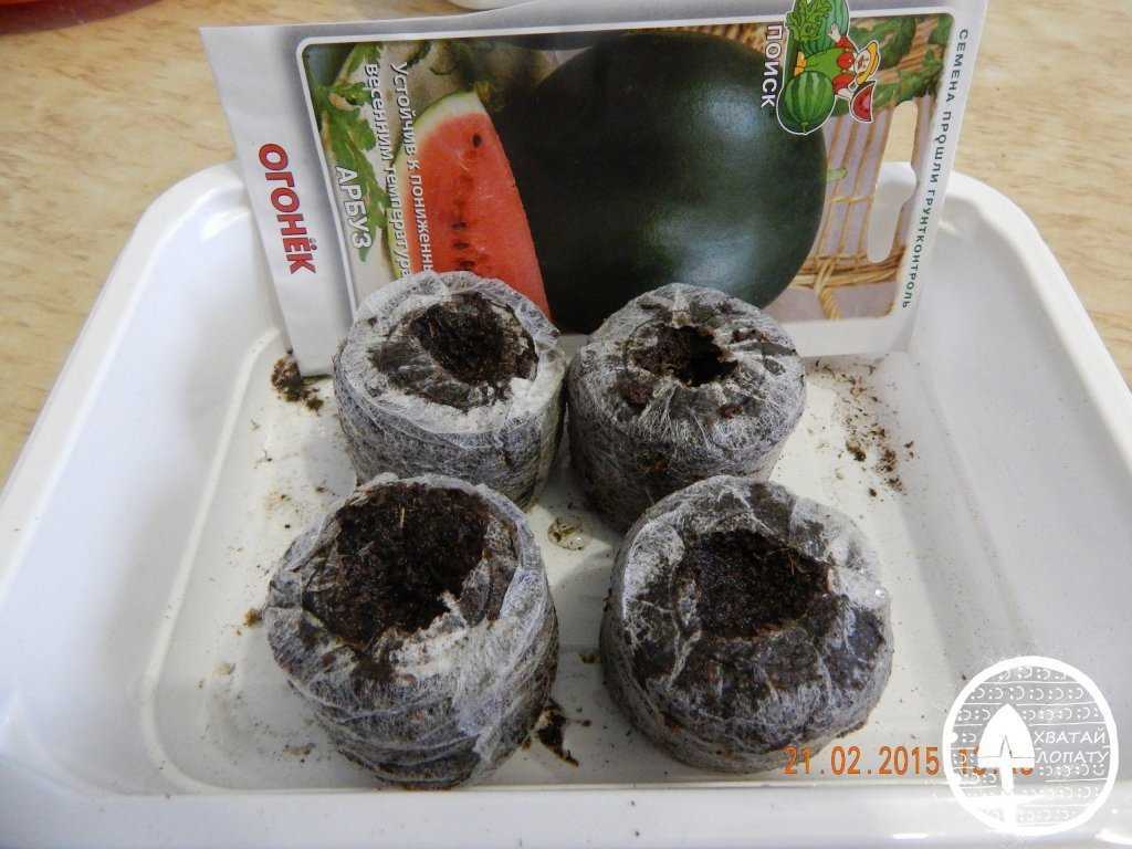 Выращивание арбузов в сибири в открытом грунте