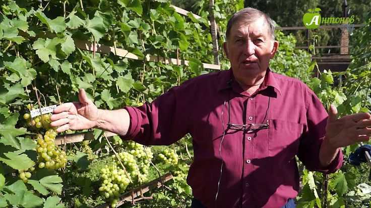 Виноград конфетка описание сорта. виноград русский ранний — секреты выращивания данного сорта