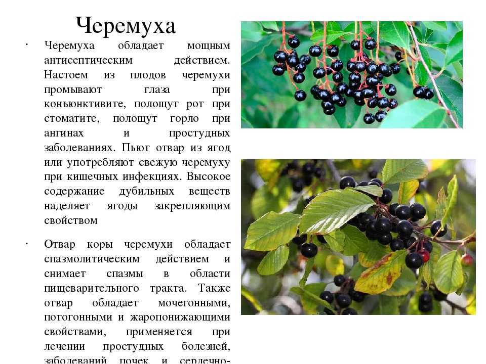 Мелотрия шершавая: описание с фото, посадка, особенности выращивания и правила ухода - sadovnikam.ru