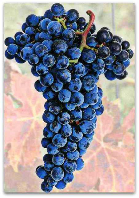 Виноград «каберне совиньон»: один из лучших технических сортов
