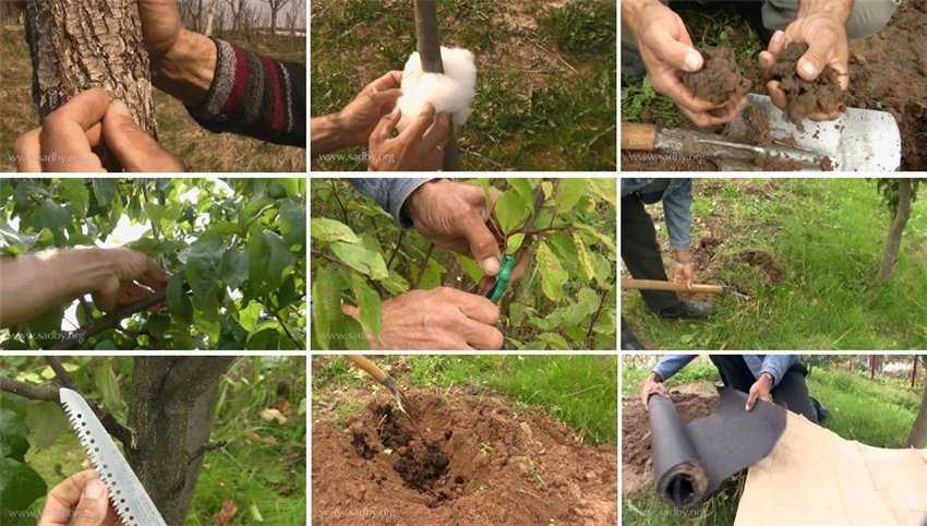 Весенняя обработка сада от вредителей и болезней: этапы, правила и меры безопасности