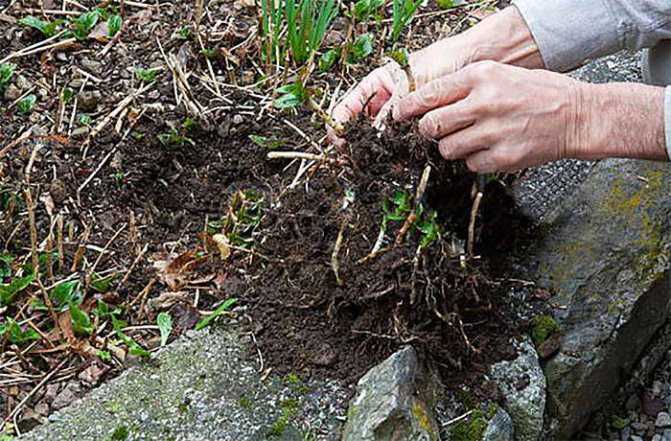 Выращивание ревеня из семян в открытом грунте: как вырастить рассаду |