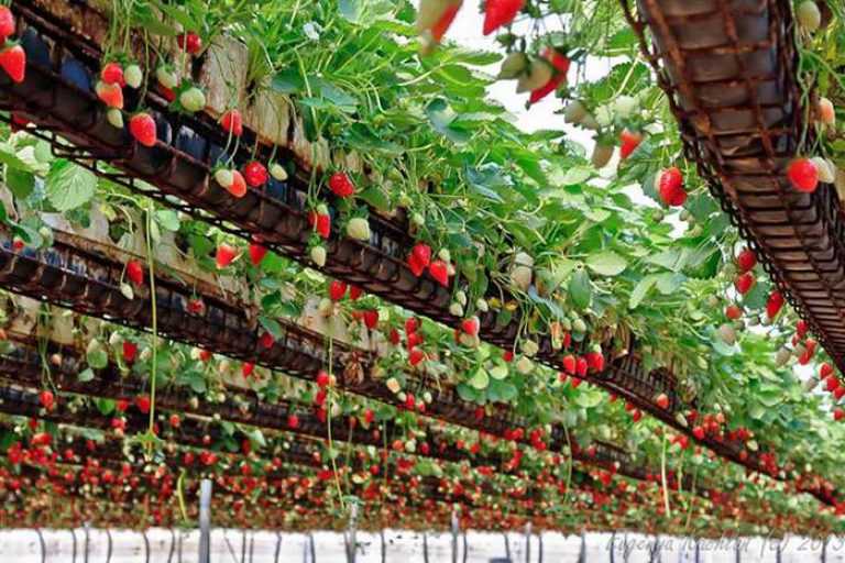 Выращивание клубники по голландской технологии: круглый год, в теплице, пошаговая инструкция, в открытом грунте, сорта, в домашних условиях