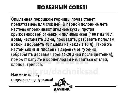 Обработка клубники йодом и борной кислотой: как правильно