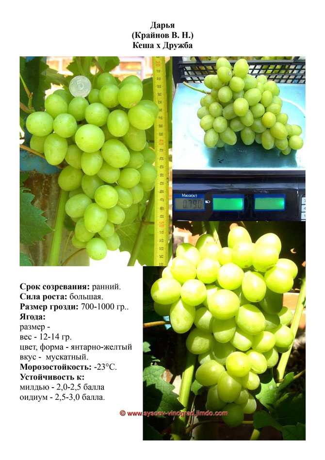 Виноград дашуня: описание сорта и фото