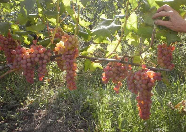 Виноград Гурман ранний: полная характеристика куста и ягод. Указываются особенности посадки, нормы внесения воды и удобрений в течение сезона.
