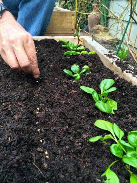 Шпинат земляничный: выращивание из семян, посадка и уход, фото, отзывы