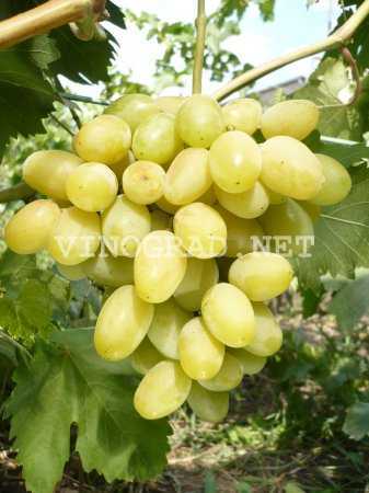 Сорт винограда «галахад» — описание, преимущества