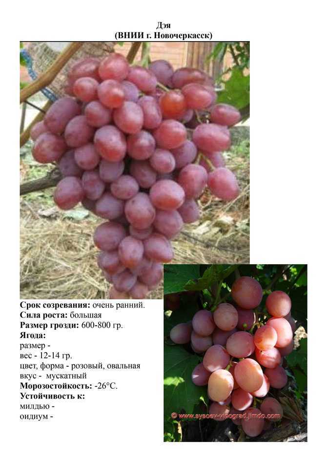 Эврика виноград описание сорта фото