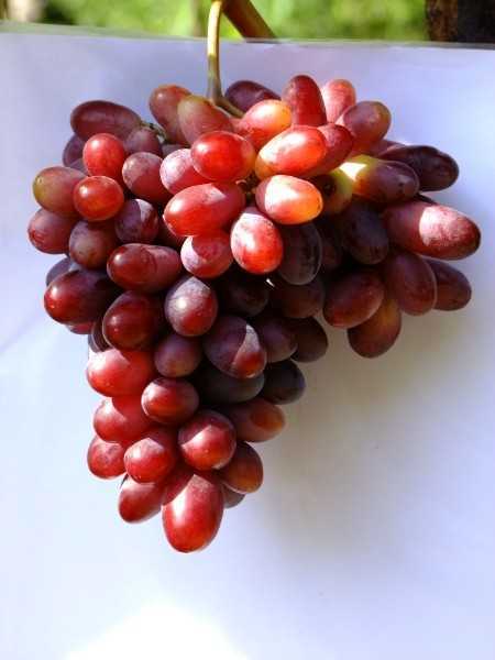 Виноград изюминка. Сорт винограда изюминка. Виноград с красным кончиком. Виноград ГФ 17-241. Изюминка виноград похожие сорта.