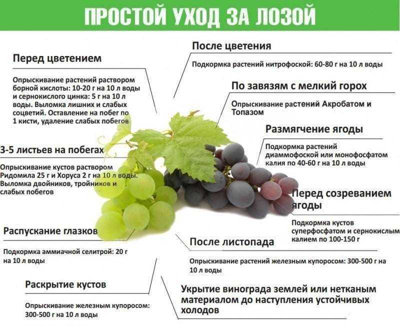 Чем подкормить виноград: весной, летом и осенью