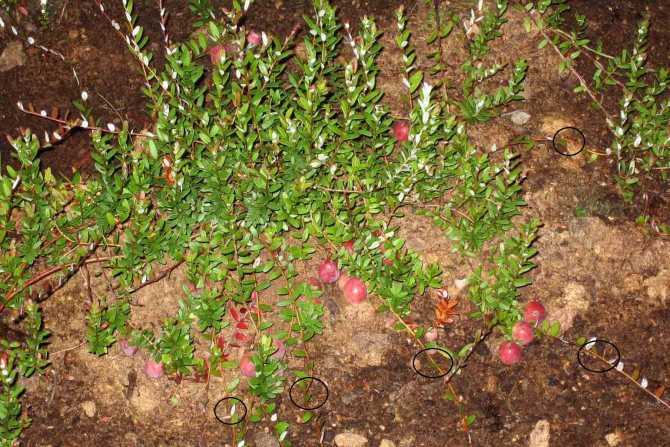 Выращивание садовой брусники на приусадебном и дачном участке посадка и уход в открытом грунте