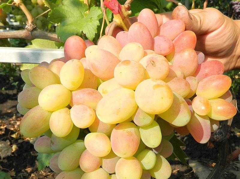 7 самых морозостойких сортов винограда: зимостойкие и неукрывные для беседки и арки