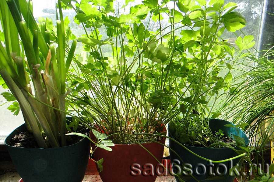 Как вырастить цикламен из семян в домашних условиях: пошаговая инструкция с фото и видео