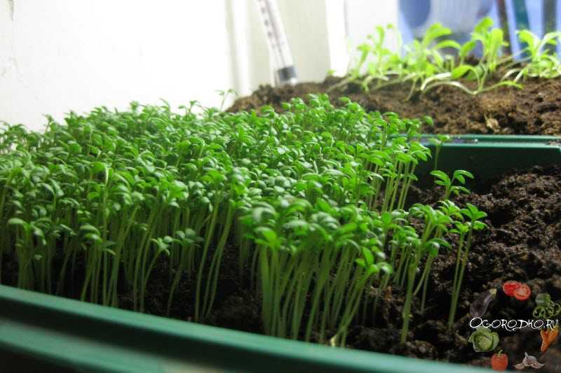 Кресс-салат — выращивание витаминной зелени круглый год - sadachanik