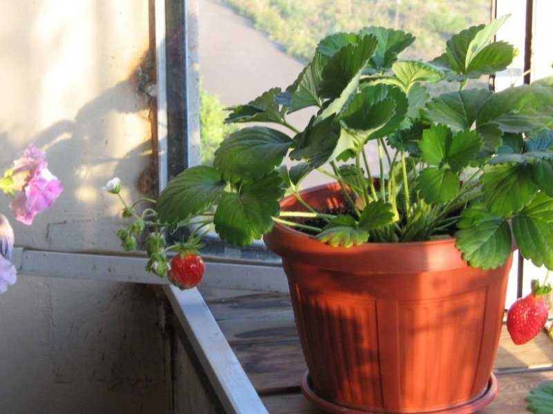 Выращивание клубники круглый год на подоконнике в доме: можно ли вырастить в условиях квартиры, какие сорта, как сажать рассаду и семена, и освещение зимой