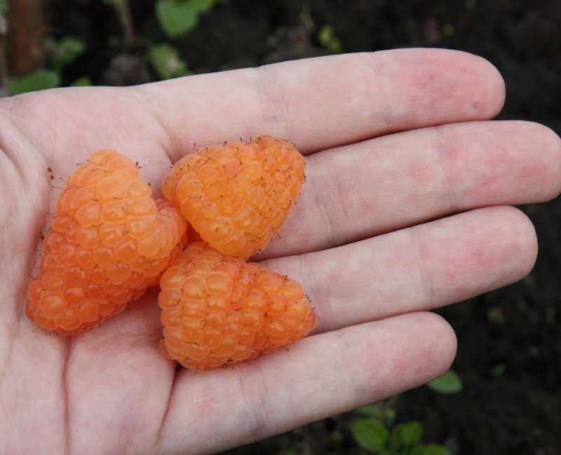 Сорт малины оранжевое чудо