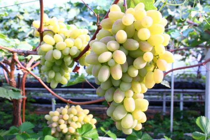 Виноград тукай: описание и характеристики сорта, преимущества и недостатки, выращивание